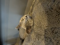 Sahiplendirilecek british shorthair