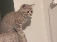 British shorthair 3 aylık erkek