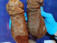 Koyu kahverengi Toy Poodle yavrusu yeni yuvasını arıyor
