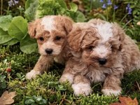 Apricot toy poodle bebeklerimiz