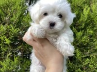 0 numara maltese Terrier yavrum