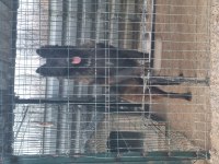 İyinin iyisini isteyene özel malinois