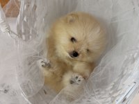 Teddy bear pomeranian boo