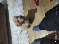 10 Aralık doğumlu 3 aylık dişi çipli karneli maltipoo