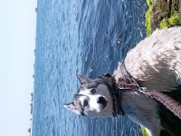 Husky 9 aylık pasaport aşılama tamamlandı