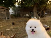 Gülen Yüz Pomeranian Boo Karbeyaz