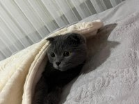 SCOTTİSH FOLD KIZIMA EŞ ARIYORUM