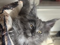 Maine Coon Kedileri