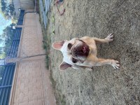 Lilac Tan Platinyum Dişi French Bulldog