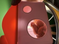 Gonzales hamster