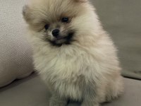 Pomeranian Boo 2 Aylık