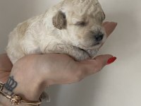 Beyaz renk erkek tam toy poodle yavru