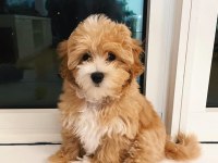 EV ORTAMINA EN UYGUN IRK MALTİPOO YAVRULAR