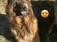 Kısa ve uzun tüy maskeli alman çoban köpeği yavrular
