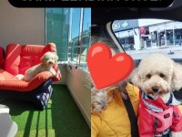 2021 doğumlu toy poodle