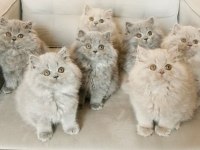 British Shorthair Yavrular İstanbul Avcılar