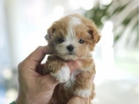 Maltipoo Bebeklerimiz Ailesini Bekliyor