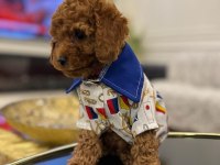 Show Kalite Toy Poodle yavruları erkek ve dişi