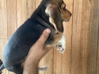 Beagle bebişler