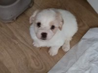 Maltipoo köpeği yavrularımız