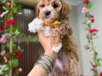 Maltipoo yavru