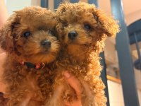 TEACUP DİŞİ TOY POODLE