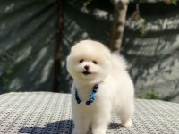 Pomeranian boo yavrular
