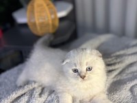 A kalite scottish fold bebek