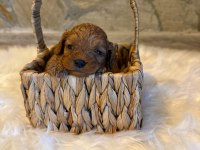Maltipoo yavrularımız dişi erkek mevcut