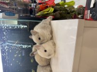 Cüce Tavşan Yavruları Citypetshop