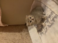 2 aylık british shorthair ve longhair kedilerimiz