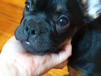 3 aylık black tan french bulldog