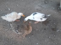 1 yaşında 2 dişi ve 1 erkek ördek