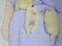 Pomeranian Boo Erkek Ve Dişi Yavrularımız