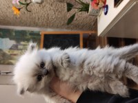 Birbirinden güzel british longhair yavrular