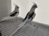 Sultan Papağanı Ev Ortamından