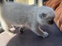 Scottish fold blue point