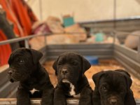 Cane corso erkek yavrular