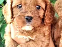 Maltipoo efsane bebekler