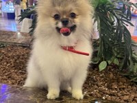 Pomeranian Boo Tea Cup Dişi