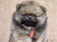 Orjinal Ayı Surat Pomeranian Boo Yavrular