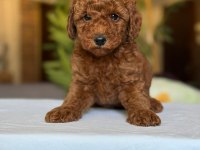 Show Kalite Toy Poodle Köpekler