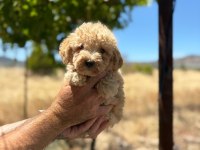 TATLI MINIK KÖPEKLER