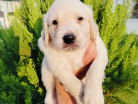 Golden retriever yavru köpeklerimiz