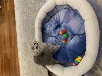 Güzel British Shorthair Kızımız Sahiplendirilecek