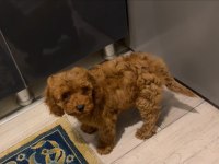 Top Poodle 2,5 Aylık