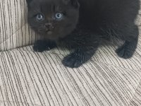 British shorthair en uygunu