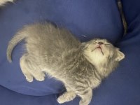 Yavru scottish fold 2 aylık