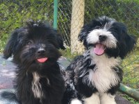 Minik köpeğimiz yuva arıyor