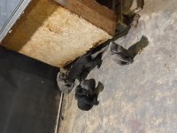 45 günlük cane corso köpekler